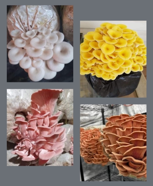 Dry Oyster Mushrooms Bottle (100g)